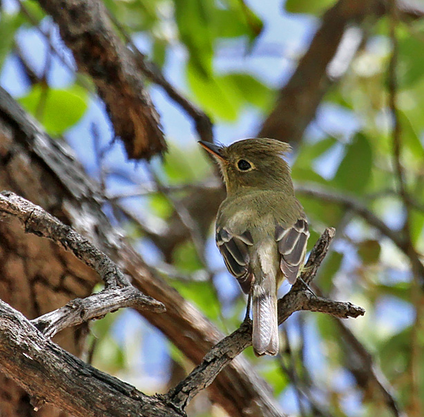 Cordilleran Flycatcher