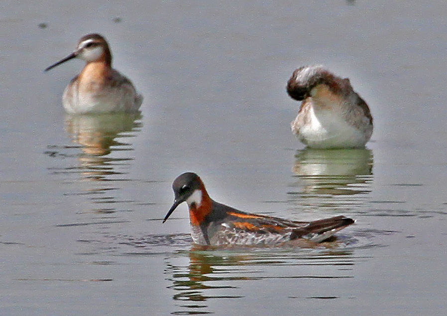 Red-necked Phalarope