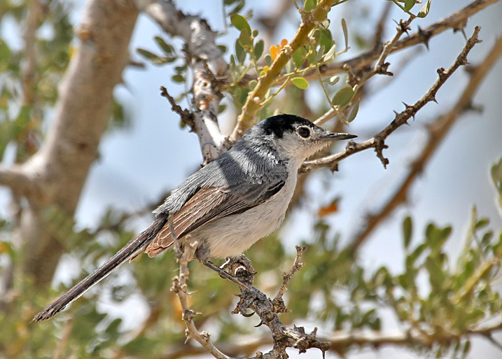 Black-tailed Gnatcatcher