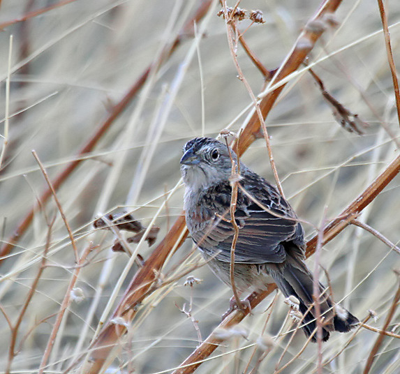 Botteris Sparrow