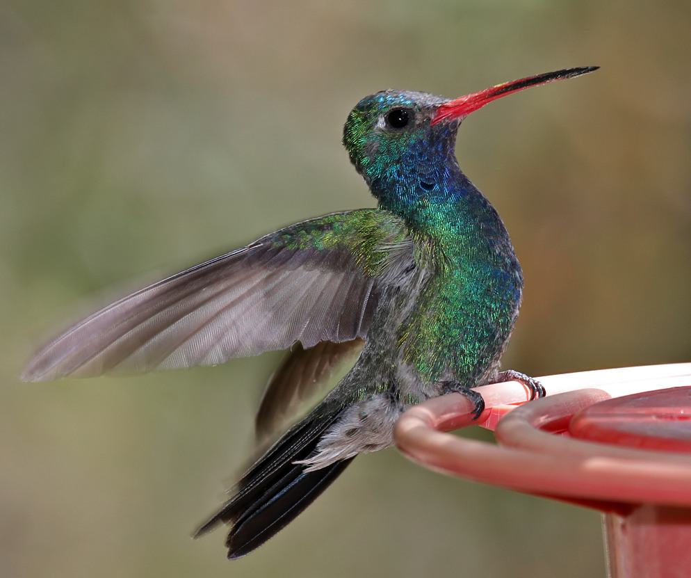 Broad-billed Hummingbird