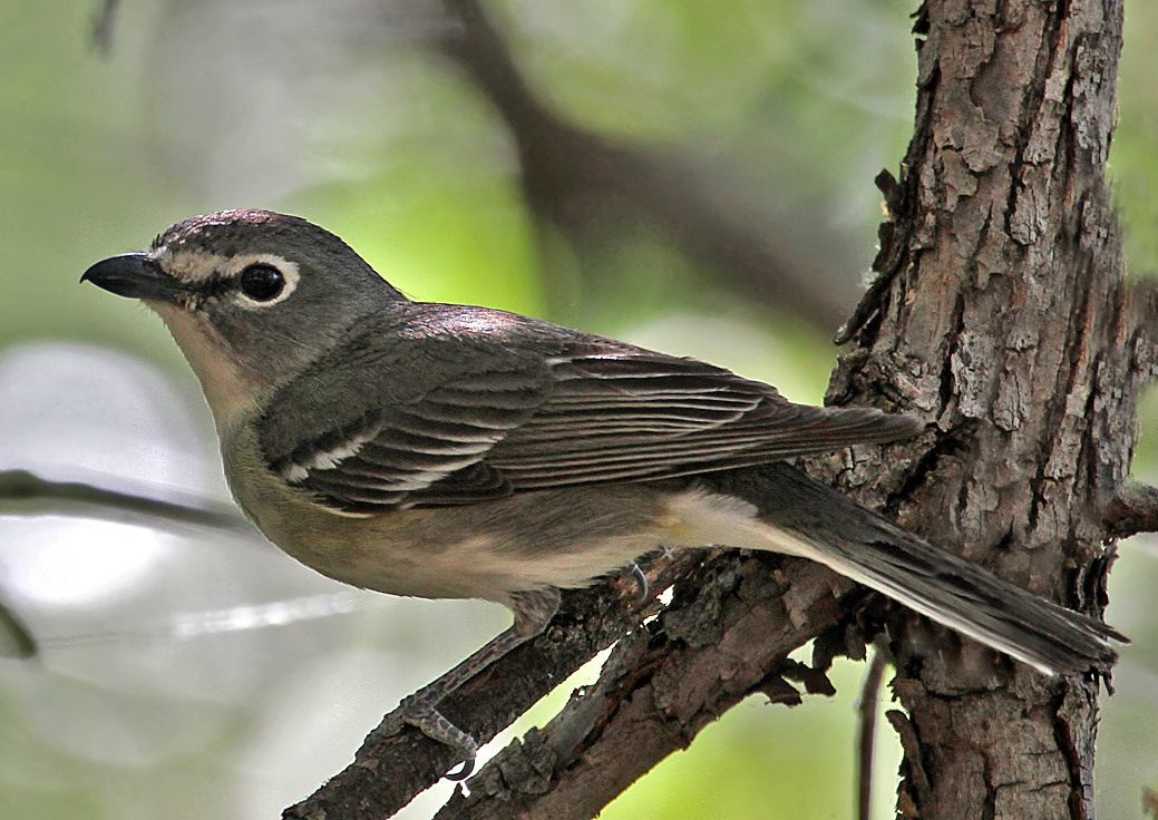 Plumbeous Vireo