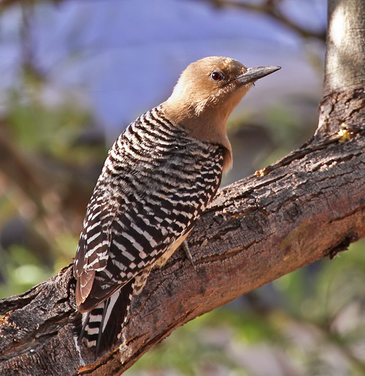 Gila Woodpecker