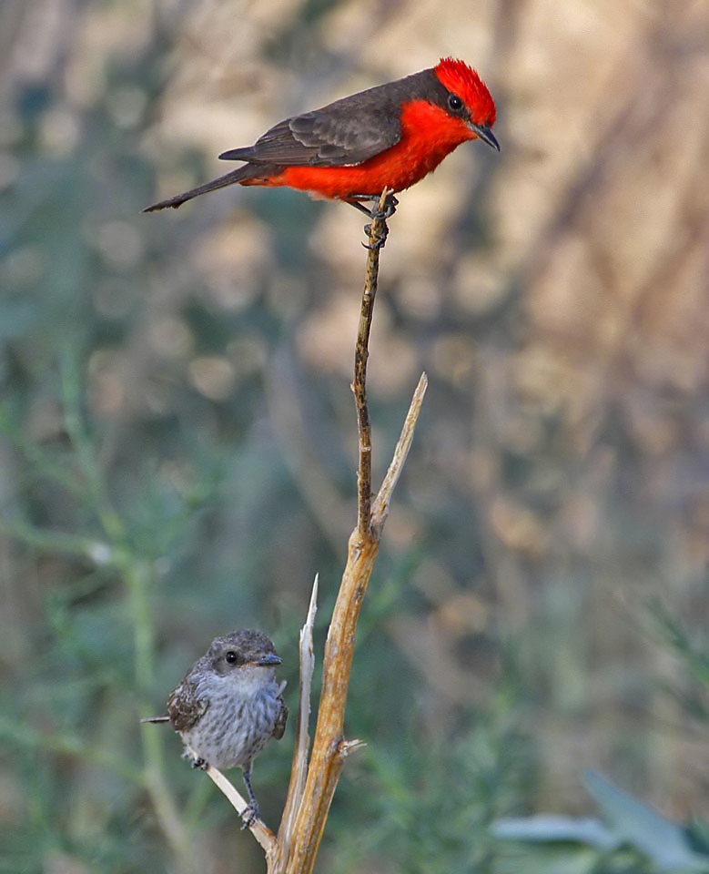 Vermilion Flycatchers