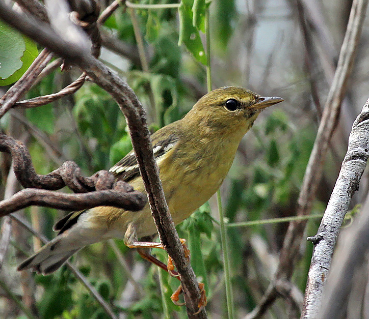 Blackpoll Warbler