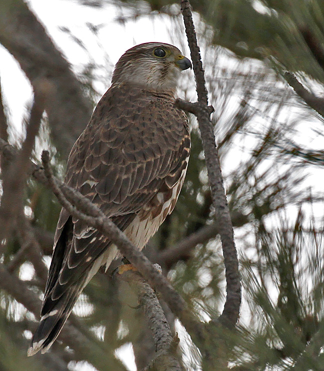 Merlin