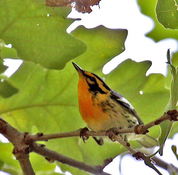 Blackburnian Warbler