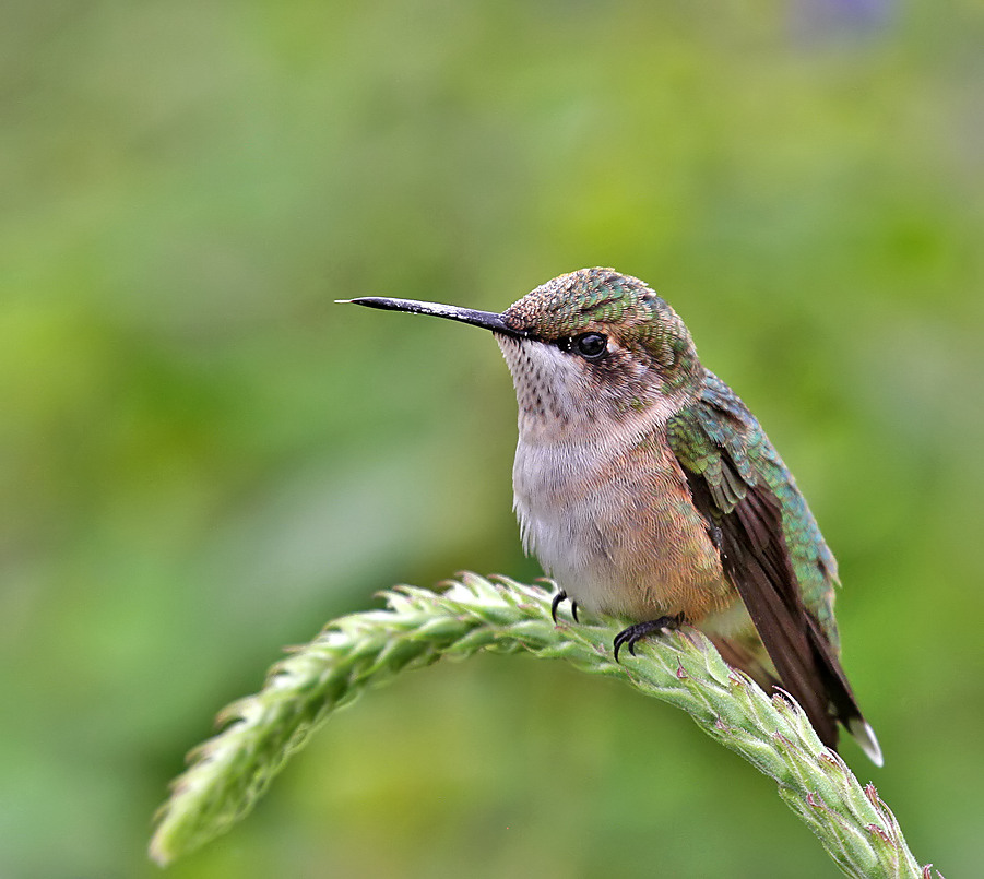 Ruby-throated Hummingbird