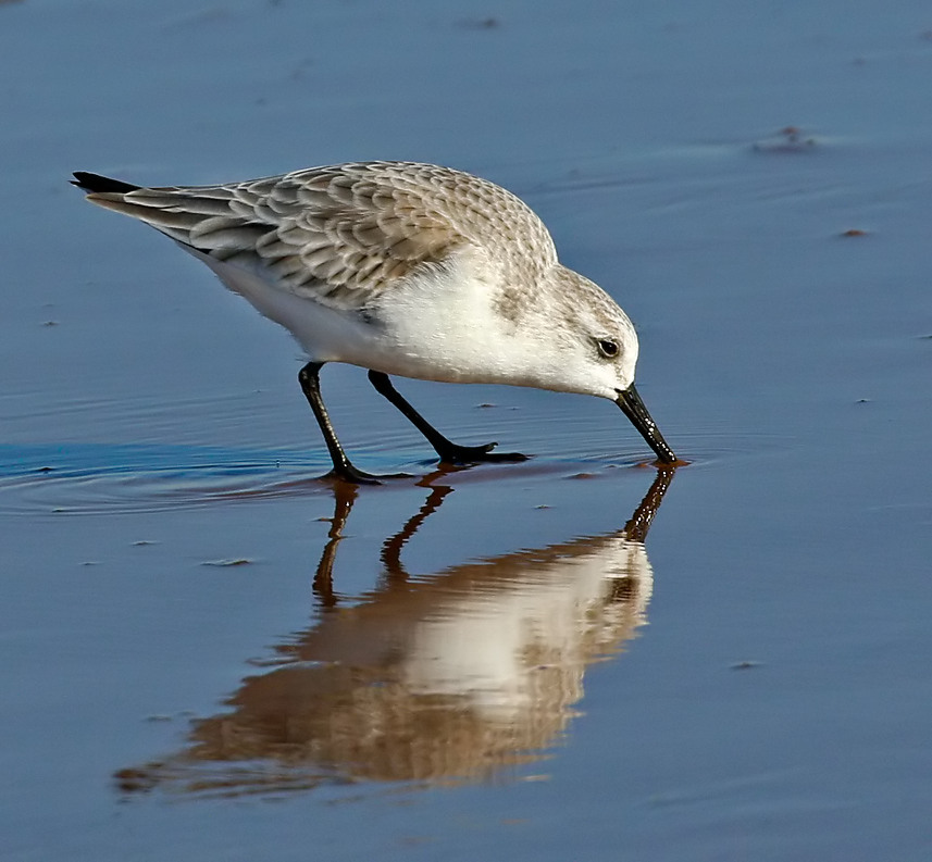 Sanderling