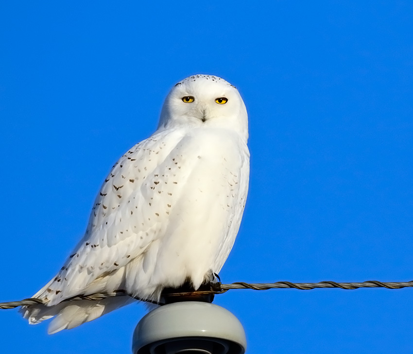 Snowy Owl