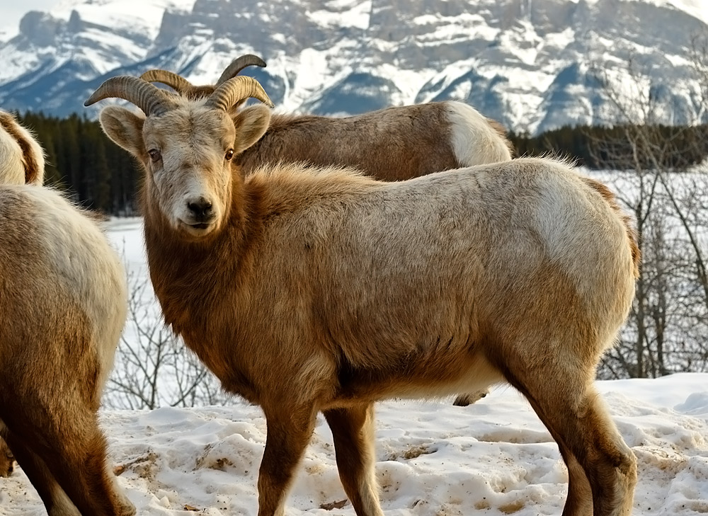 Bighorn Sheep