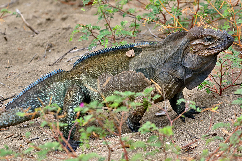 adult rhino iguana for sale adult rhino iguana for sale