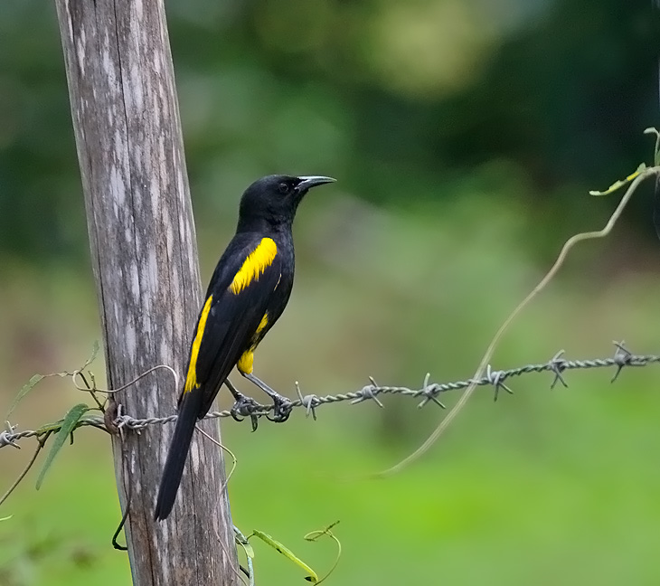 Hispaniolan Oriole