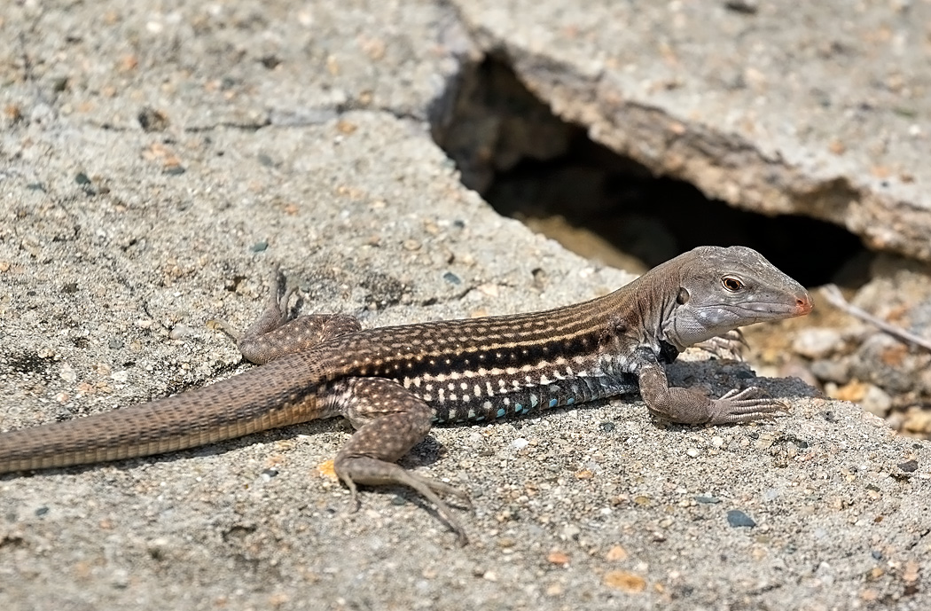 Hispaniolan Giant Ameiva