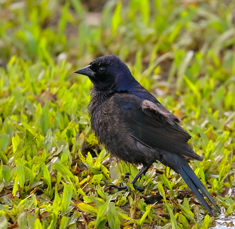Shiny Cowbird