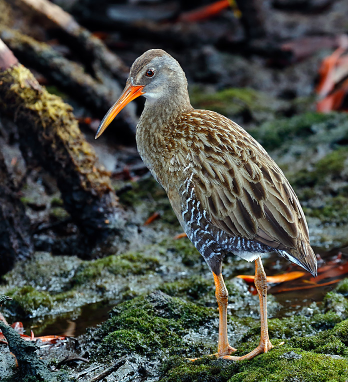 Clapper Rail