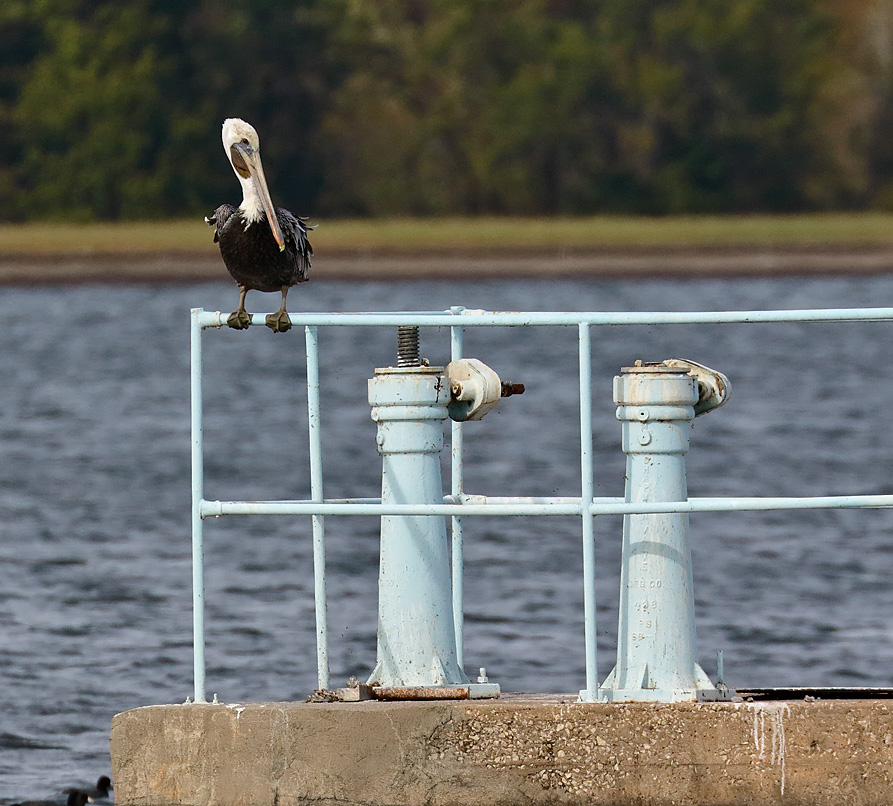 Brown Pelican