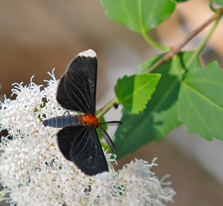 White-tipped Black Moth