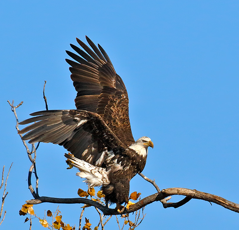 Bald Eagle