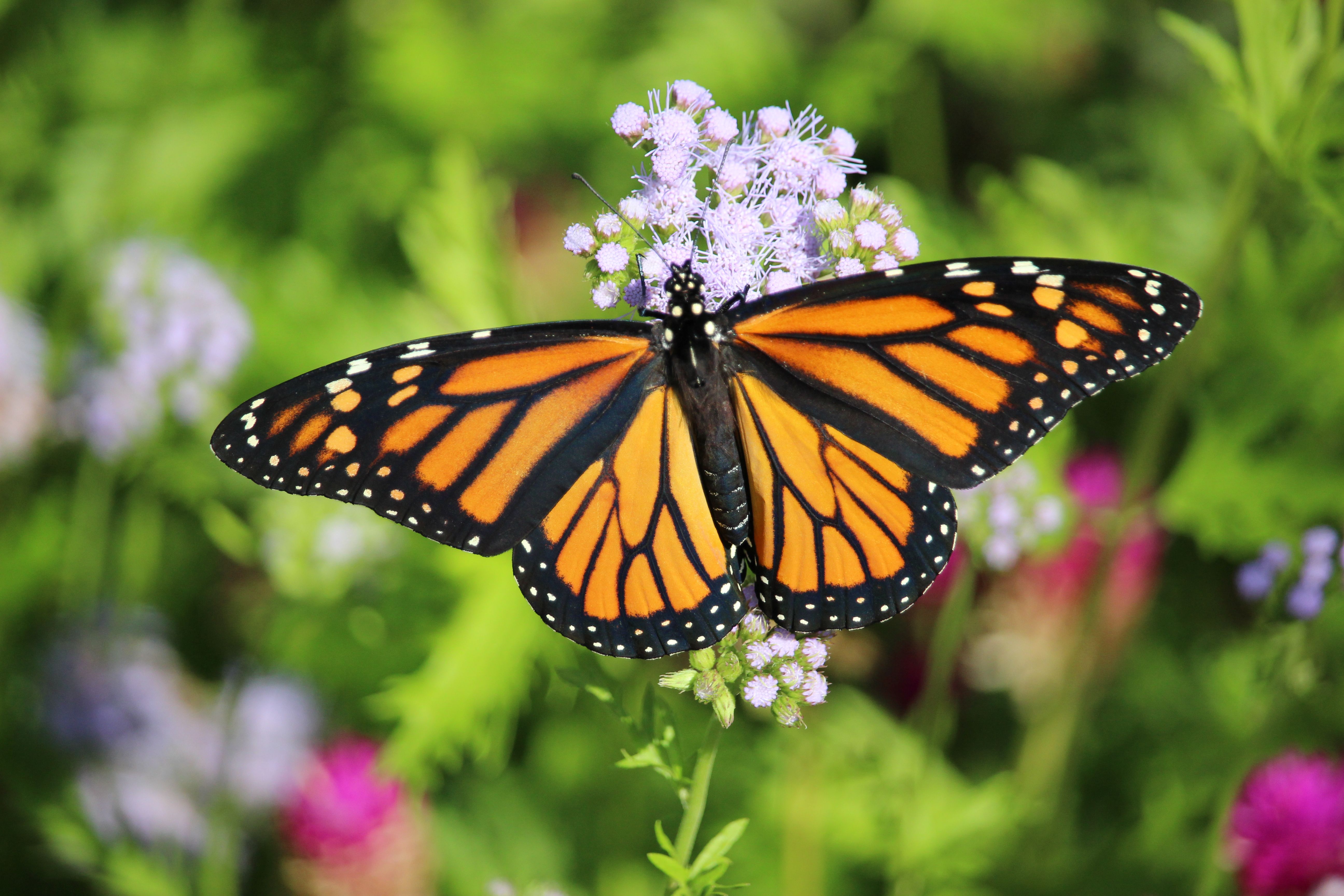 Female Monarch ready to migrate,