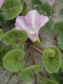 Calystegia soldanella (Beach Morning Glory), Convolvulaceae, Perennial: Mar-Jun, beach