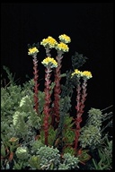 Dudleya farinosa(Bluff Lettuce),	Crassulaceae, Perennial: Jun-Aug, coastside