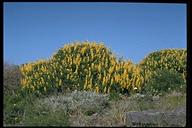 Lupinus arboreus (Yellow Bush Lupine),Fabaceae, Per/Shrub: Apr-July, coastal scrub