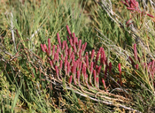 Salicornia pacifica (Pickleweed)	Chenopodiaceae, Perennial: July-Nov, salt marsh