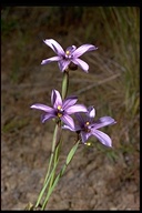 Sisyrinchium bellum (Western Blue-Eyed Grass) Iridaceae, Monocot, Perennial: Mar-May, scrub, foothills