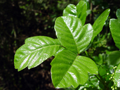 Toxicodendron diversilobum (Poison Oak), Anacardiaceae, Vine/Shrub: Mar-Jun, woodland and shrub
