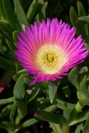 Carpobrotus edulis (Iceplant) Aizoaceae: Perennial: Feb-Oct