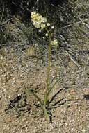 Toxicoscordion venenosum (Meadow deathcamas), MELANTHIACEAE   per: may-july