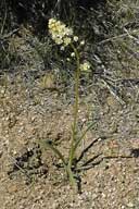 Toxicoscordion venenosum (Meadow deathcamas), MELANTHIACEAE per: may-july