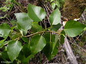 Populus trichocarpa (Black cottonwood), SALICACEAE tree: feb-apr, riparian 