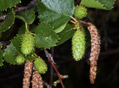 Alnus incana (Mountain Alder), Betulaceae tree: feb-mar, riparian 