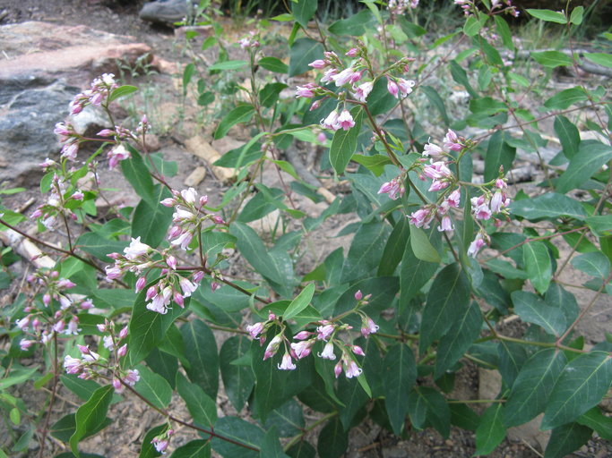 Apocynum androsaecmifolium (Spreading Dogbane), Apocynaceae, perennial: may-sep, slopes