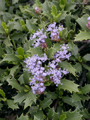 Ceanothus prostratus (Mahala Mats),  Rhamnaceae, shrub: apri-july, 