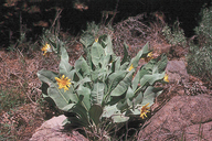 Wyethia mollis (Woolly Mule Ears), Asteraceae, perennial: may-june, open slopes