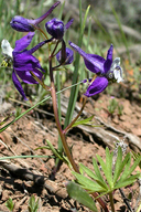 Delphinium nuttallianum (Nuttall’s Larkspur),Ranunculaceae, perrennial: may-july, Sagebrush Scrub, Pine Forest, Lodgepole 