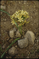 Triteleia ixioides (Golden brodiaea), THEMIDACEAE, perrenial may-june, Pine Forest, Foothill ,Grassland, lodgepole pine 