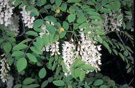 Robinia pseudoacacia (black locust) black locust  NON NATIVE may-june