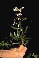 Eriodictyon californicum (yerba santa) native  boraginaceae shrub: may-june Chaparral, Woodland, Pine Forest, Oak 