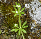Galium aparine  (common bedstraw) native RUBIACEAE  annual: april-may