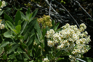 Heteromeles arbutifolia  (toyon) native ROSACEAE  shrub  june-aug