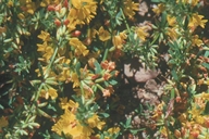 Acmispon glaber  (deerweed)FABACEAE   per:may-apr coastal scrub, chaparel  