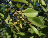 Alnus rhombifolia (white alder),BETULACEAE sep-nov,