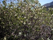 Amelanchier utahensis (Utah service berry),ROSACEAE, may-june, forest, grassland, juniperwoodland