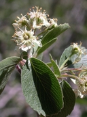 Amelanchier utahensis (Utah service berry),ROSACEAE, may-june, forest, grassland, juniperwoodland