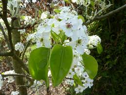 Pyrus calleryana (Callery pear) Rosaceae, early spring flowers before leaves non-native  tree