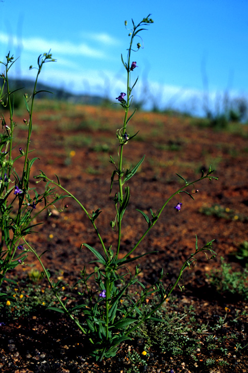 Antirrhinum kelloggii (Kellogs snapdragon) plantaginaceae (mar-may) annual, chapparel